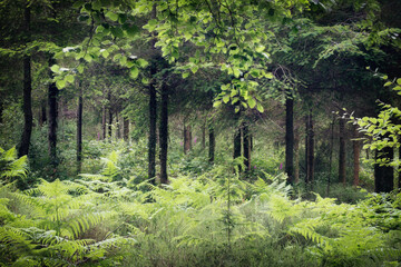 Wall Mural - Ladock woods cornwall england uk 