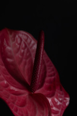 Wall Mural - Macro Tropical flower red anthurium on a black background. Low key photo. Blur and selective focus