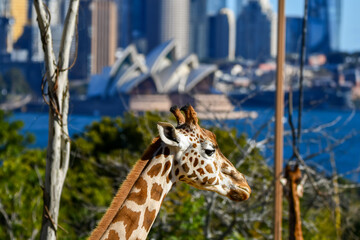 Giraffe at taronga zoo and Sydney Opera house as background 