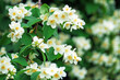 © Tatiana - Blooming mock orange (Philadelphus) flowers, with a jasmine-like appearance, exuding fresh fragrance