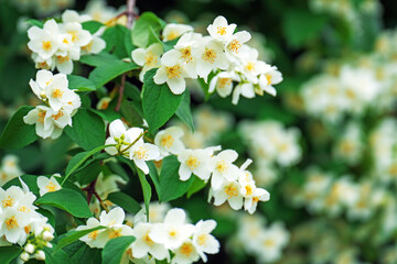 Blooming mock orange (Philadelphus) flowers, with a jasmine-like appearance, exuding fresh fragrance