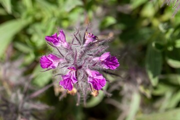 Wall Mural - Blossoms of the hedgenettle Stachys lavandulifolia