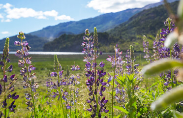 Canvas Print - Mountains meadow