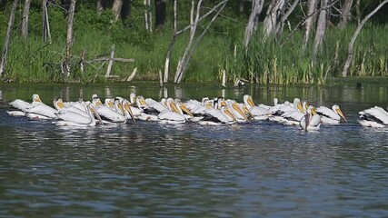 Wall Mural - Pelican, 