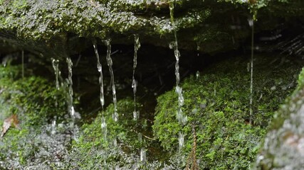 Wall Mural - 苔から滴り降りる雫