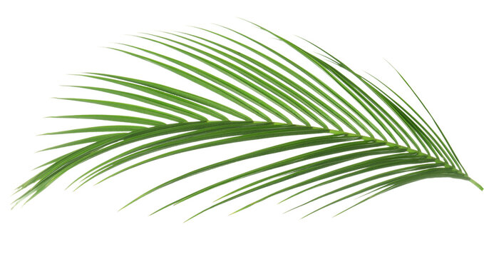 One green coconut palm leaf isolated on white