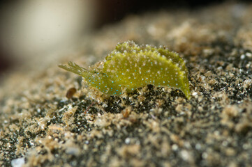 Wall Mural - Solar-powered sea slug on rock (Elysia viridis) Elysia viridisit is a shellless mollusc (opisthobranch) that feeds on algae.