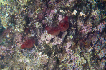 Wall Mural - red Sea squirt (Halocynthia papillosa). Hard and rough cartilaginous tunic about 6 cm in length. Alghero, Sardinia, Mediterranean sea, Italy