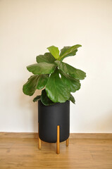 Poster - ficus lirata planta com folhas grandes 