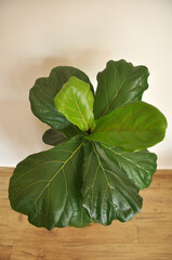 Wall Mural - ficus lirata planta com folhas grandes 