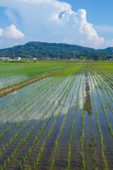 田植え後の田んぼのある風景 鳥取県 鳥取市