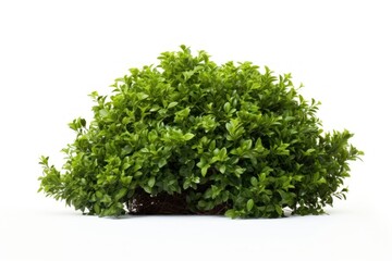 Poster - Bush parsley bonsai plant.