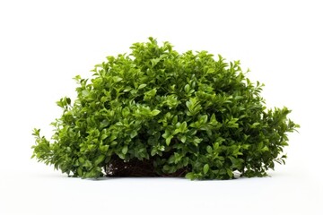 Wall Mural - Bush parsley bonsai plant.