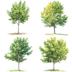 Set Of Watercolor  Quaking Aspen Or Populus Tremuloides Tree Illustration On White Background