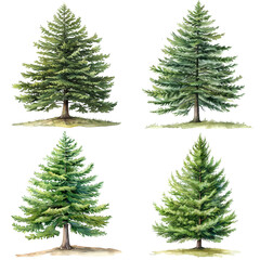 Set Of Watercolor Tsuga Canadensis Tree Illustration On White Background