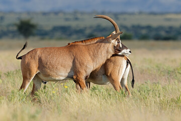 Wall Mural - Two rare roan antelope (Hippotragus equinus) in natural habitat, Mokala National Park, South Africa.