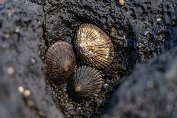 Wall Mural - Cellana exarata,  black-foot ʻopihi and Hawaiian blackfoot is a species of edible true limpet, a marine gastropod mollusc in the family Nacellidae, Poipu Beach Park，Kauai, Hawaii
