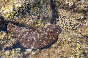 Wall Mural - Actinopyga varians, the Pacific white-spotted sea cucumber or Hawaiian sea cucumber, is a species of sea cucumber in the family Holothuriidae. Poipu Beach Park，Kauai, Hawaii