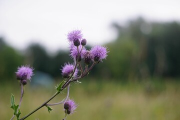 Wall Mural - purple thistle flowers in a field with a blurred background