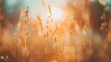 Fototapete - Beautiful natural panoramic countryside landscape Blooming wild high grass in nature at sunset warm summer Pastoral scenery Selective focusing on foreground : Generative AI