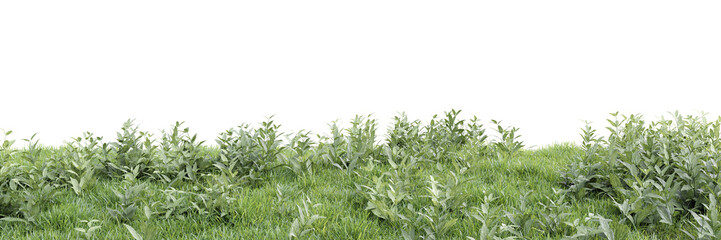 Wall Mural - Green grass on transparent background 3d rendering
