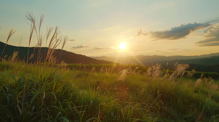 Fototapete - Beautiful natural panoramic countryside landscape Blooming wild high grass in nature at sunset warm summer Pastoral scenery Selective focusing on foreground : Generative AI