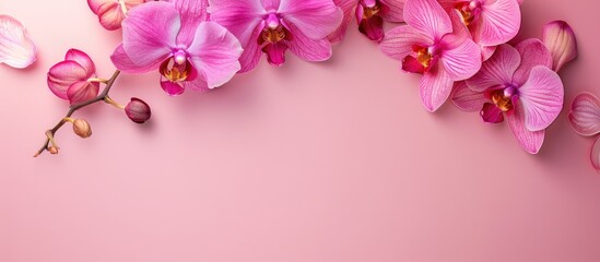 Fototapete - Pink orchid Isolated on pastel background  Flower  Isolated. with copy space image. Place for adding text or design