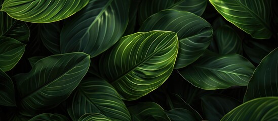 Fototapete - closeup nature view of green leaf in garden, dark wallpaper concept, nature background, tropical leaf. with copy space image. Place for adding text or design