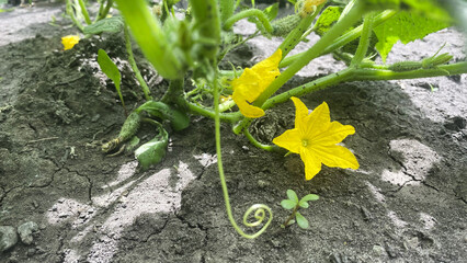 Wall Mural - zucchini blossom, in dense foliage