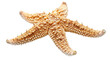 © pingpao - A starfish. The starfish is tan and has a lot of small dots on it. Isolated on transparent background.
