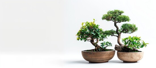 Poster - Small bonsai plants in pots are a hobby for decorating the garden isolated on white background. Copy space image. Place for adding text or design