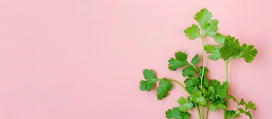 Wall Mural - Green coriander isolation on a pastel background. Cilantro. Copy space image. Place for adding text and design