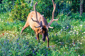 Canvas Print - Close up at an Elk with big antlers by a flowering meadow