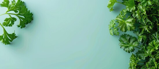 Wall Mural - Parsley Isolated on pastel background Parsley   Food. Copy space image. Place for adding text and design