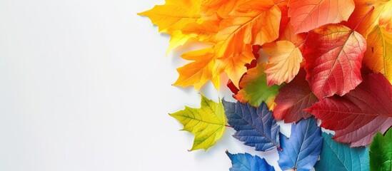 Sticker - autumn leafs colorful rainbow color gradient summer autumn season change concept. copy space image. 