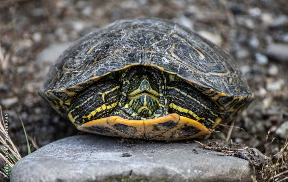 Turtle captured in its shell, illustrating defensive posture and ...