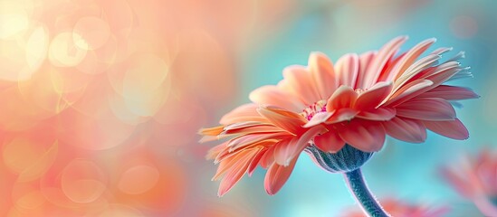 Wall Mural - Gerbera head bud flower close up macro shot Isolated on pastel background. Copy space image. Place for adding text and design