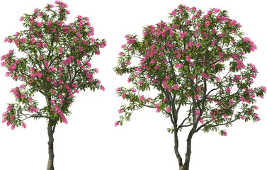 Wall Mural - blooming pink shower tree hq arch viz cut out plant