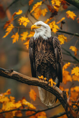 Wall Mural - Majestic bald eagle perching on branch in autumn