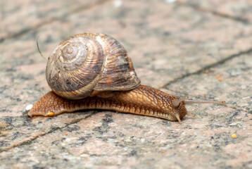 Wall Mural - A snail crawls along the road in the park