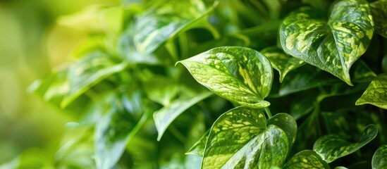 Wall Mural - Close up of pothos plant in the garden. Copy space image. Place for adding text and design