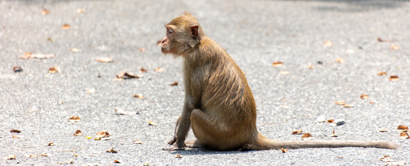 Wall Mural - A monkey crosses an asphalt road