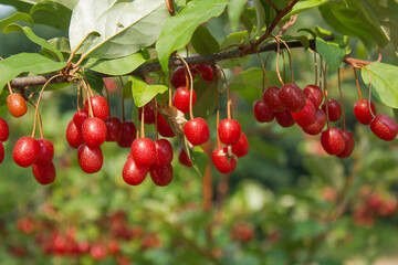 Canvas Print - ripe autumn olive berries (elaeagnus umbellata) growing on a branch . oleaster