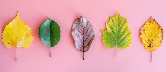 Wall Mural - collage of different leaves isolated on pastel background. copy space image. place for adding text a