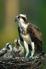 Poster - Osprey family relaxing in nest waiting for food