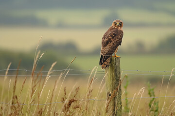 Wall Mural - Bird of prey perched on fence post in countryside