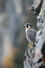 Wall Mural - Peregrine falcon perched on a rock, observing surroundings