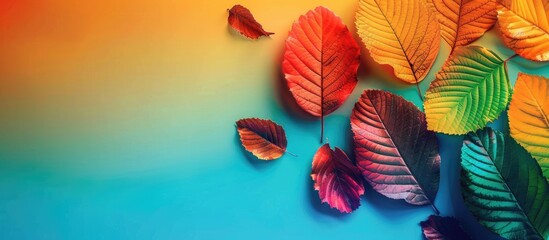Wall Mural - Autumn leafs colorful rainbow color gradient summer autumn season change concept. Copy space image. Place for adding text or design