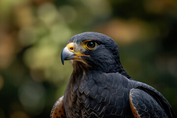 Sticker - Falcon posing with intense gaze and blurry background