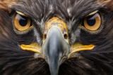 Powerful golden eagle staring with intense eyes